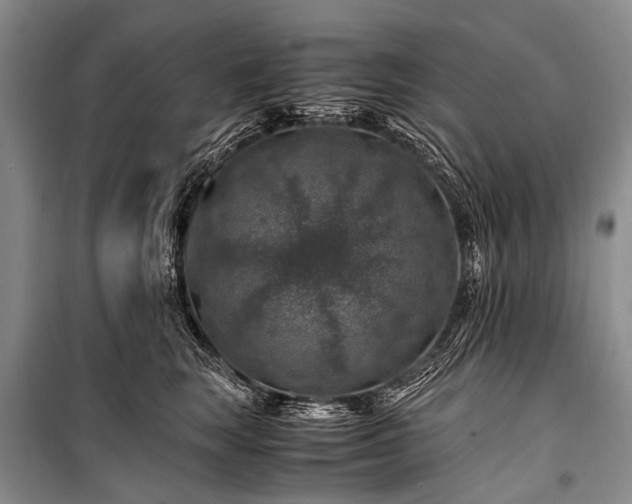 X0000100950663200807011310