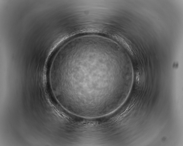 X0000100950676200807011309
