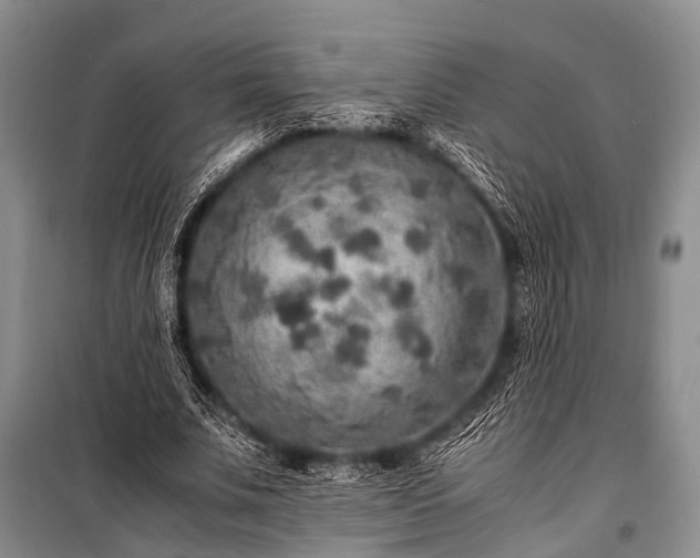 X0000100950679200807011309