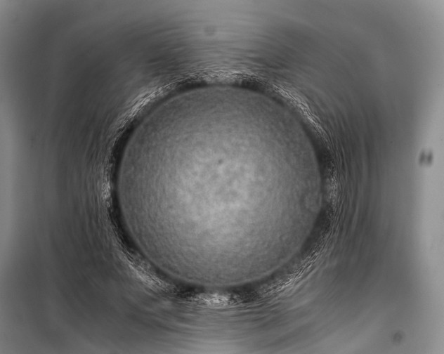 X0000100950687200807011309