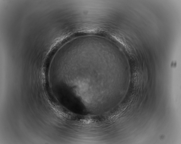 X0000100950688200807011309