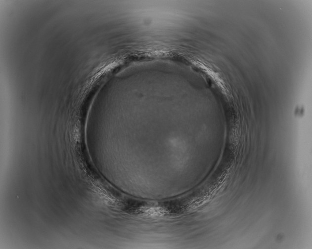 X0000100950689200807011309