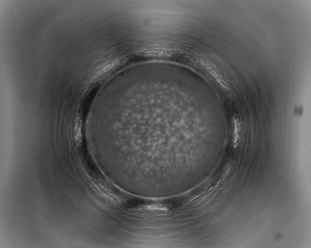 X0000100950692200807011309