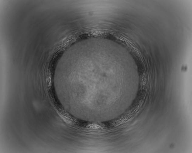 X0000100950703200807011309