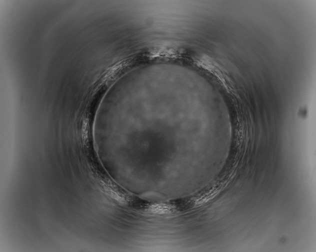 X0000100950708200807011309
