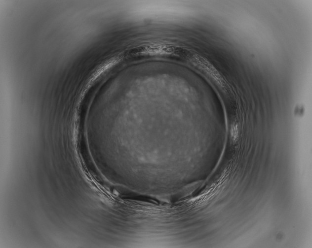 X0000100950724200807011308