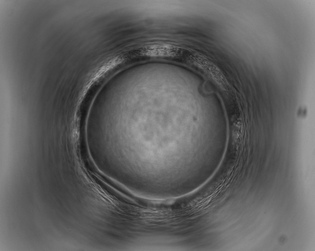 X0000100950727200807011308