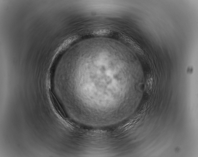 X0000100950734200807011308