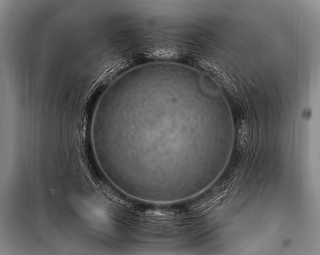 X0000100950739200807011308