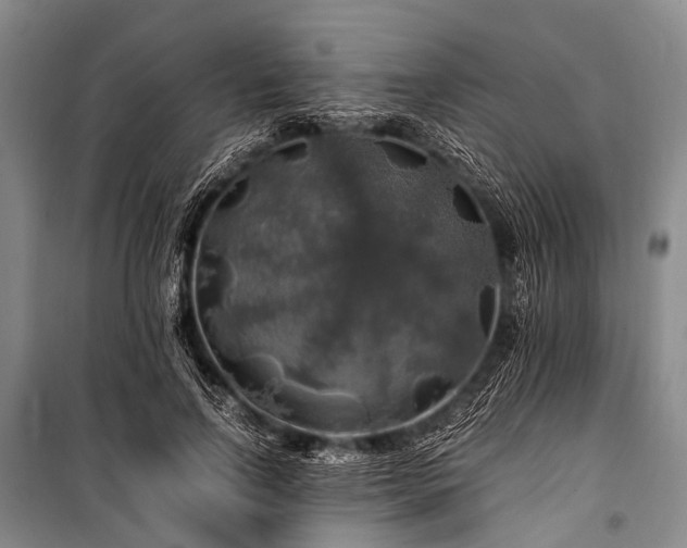X0000100950742200807011308