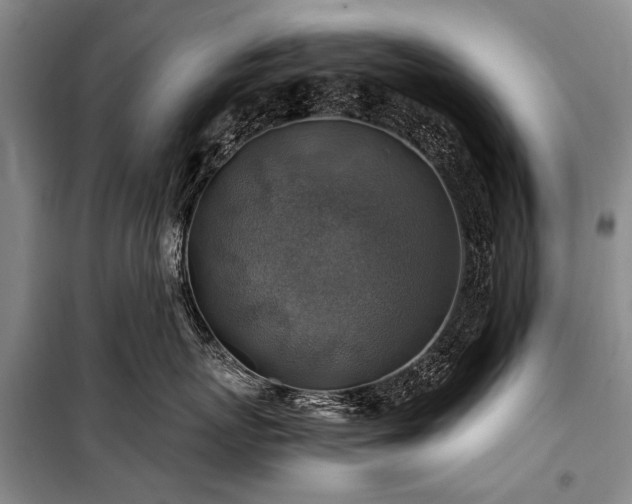 X0000100950767200807011309