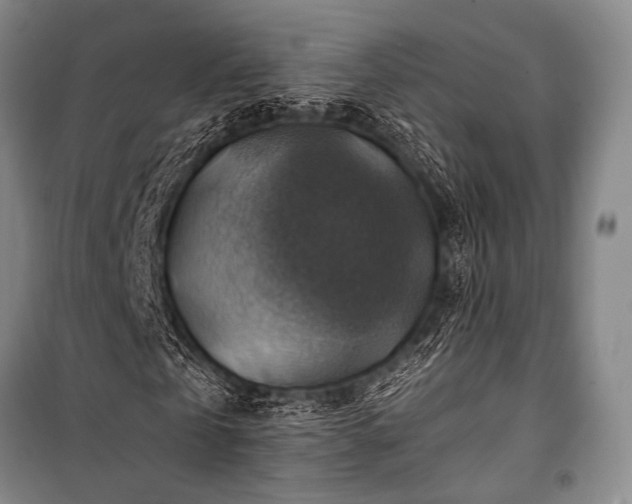 X0000100950769200807011308