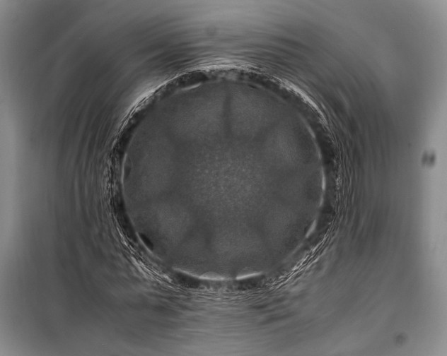X0000100950775200807011308