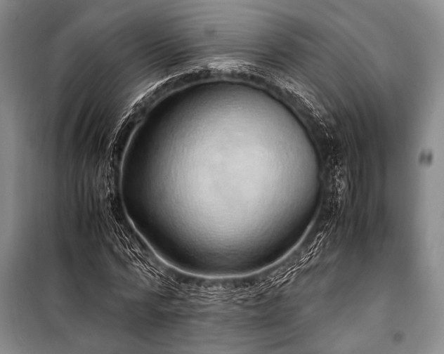 X0000100950776200807011308