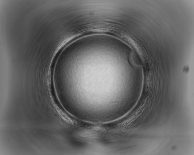 X0000100950787200807011308