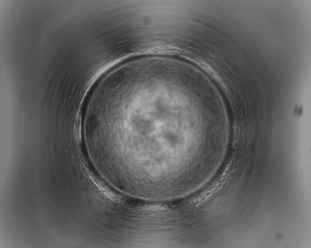 X0000100950838200807011307