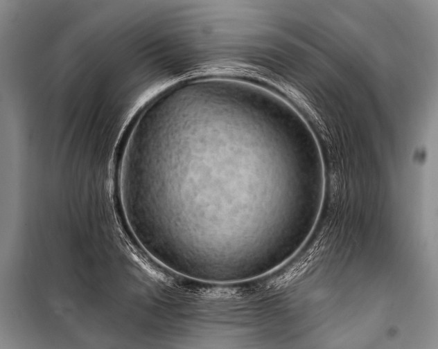 X0000100950846200807011307