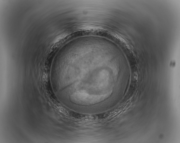 X0000100950869200807011306