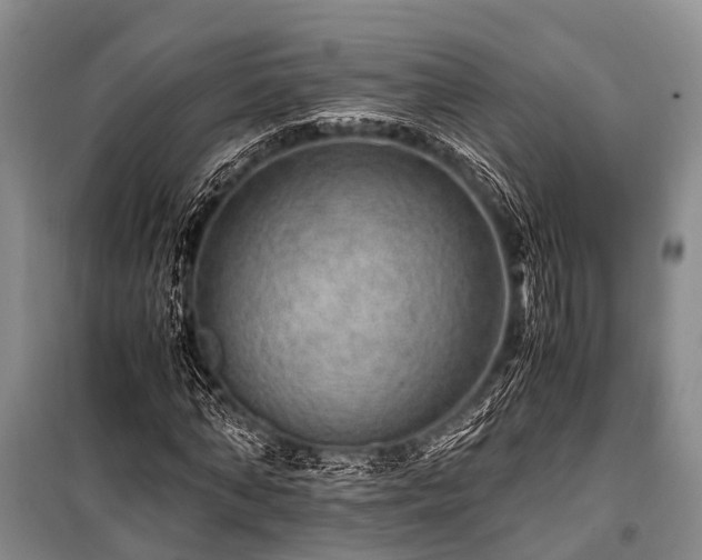 X0000100950870200807011306