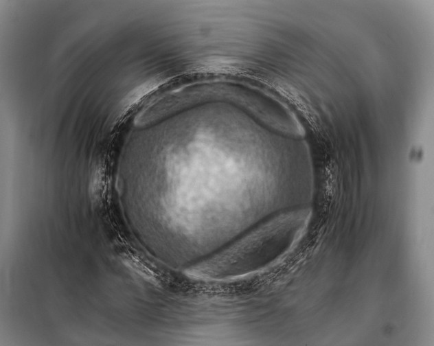 X0000100950872200807011306