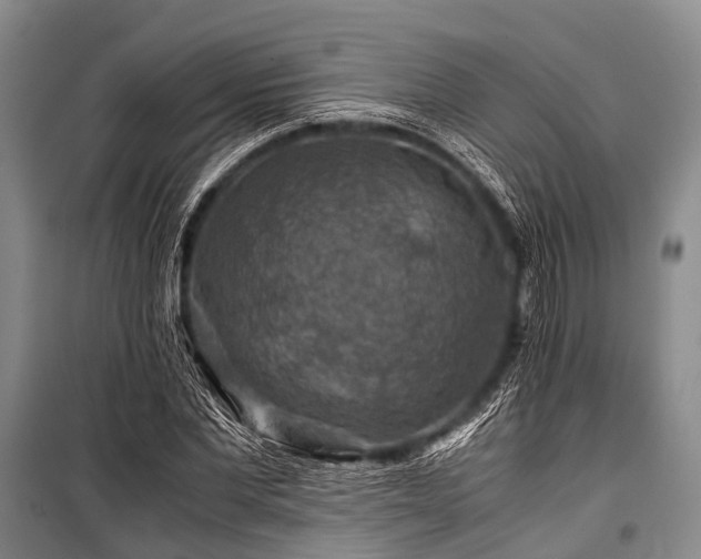 X0000100950877200807011306