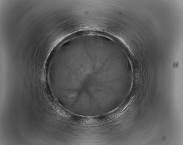 X0000100950879200807011306