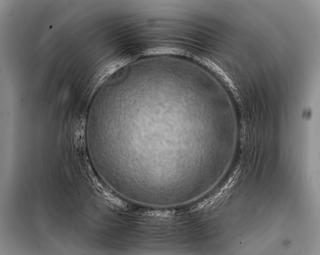 X0000100950937200807011305