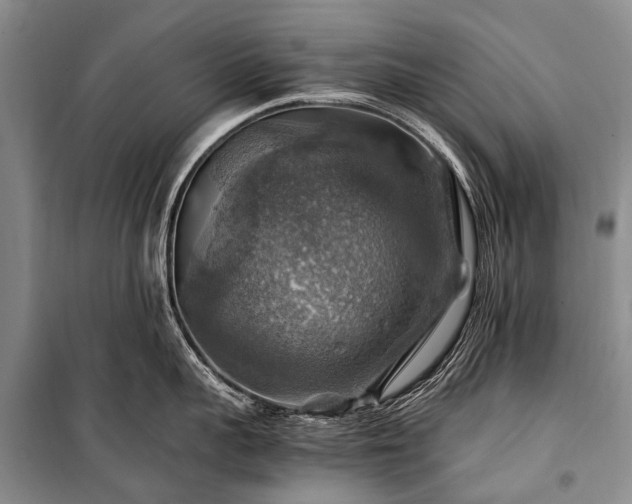 X0000100950959200807011306