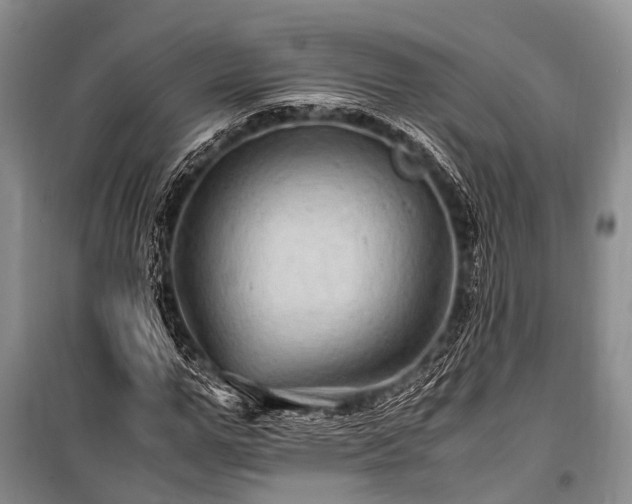X0000100950967200807011305