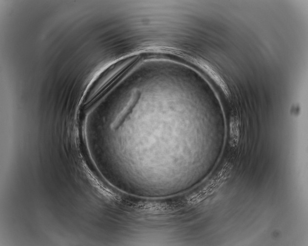 X0000100950972200807011305