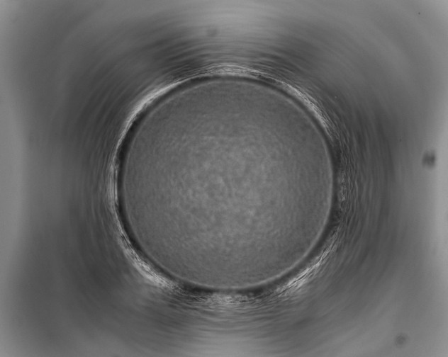 X0000100950987200807011304