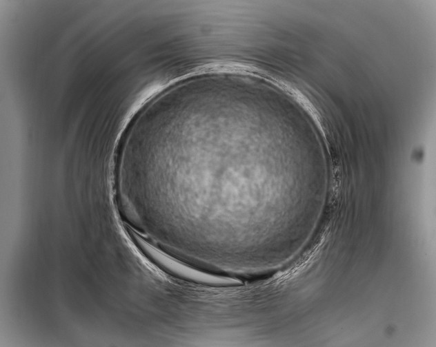 X0000100950997200807011304