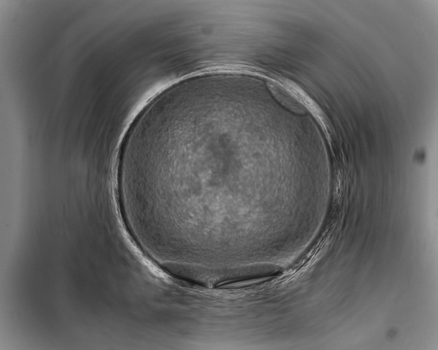 X0000100951005200807011304