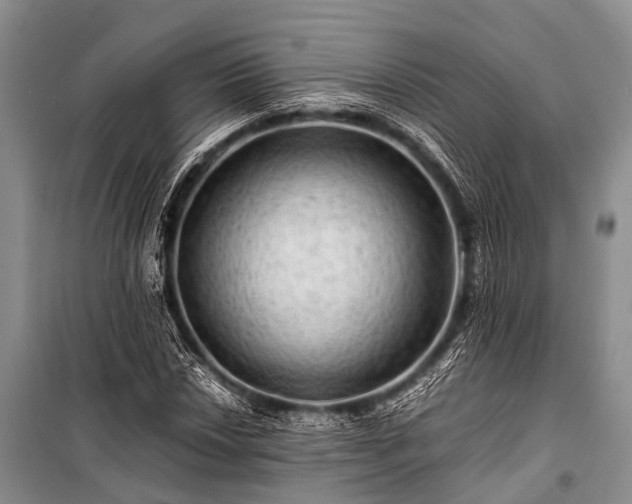 X0000100951018200807011303