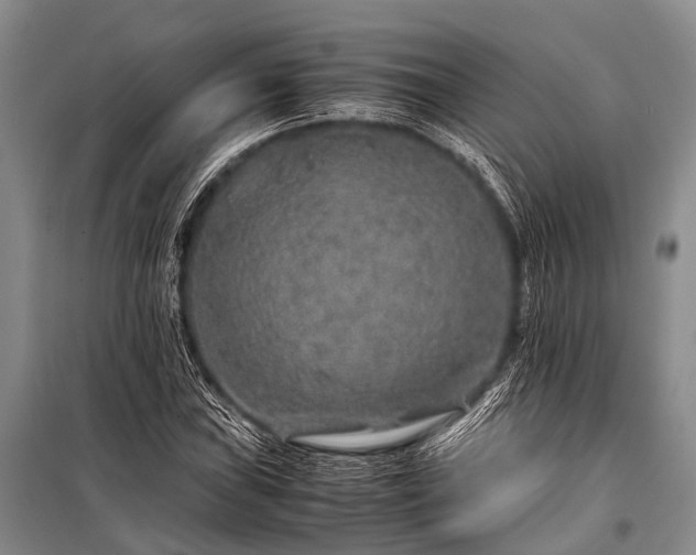 X0000100951019200807011303