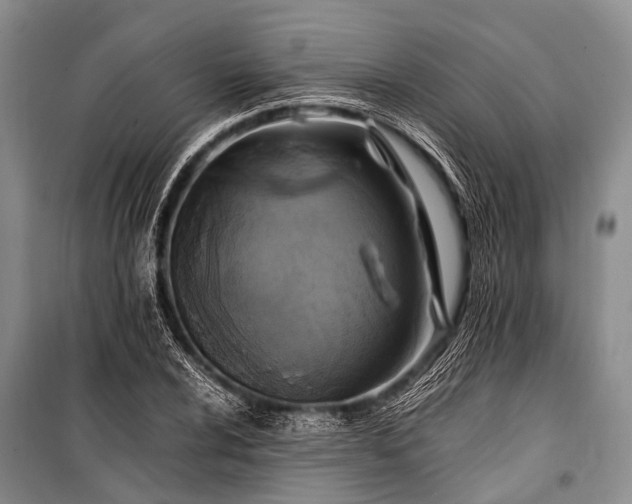 X0000100951024200807011303