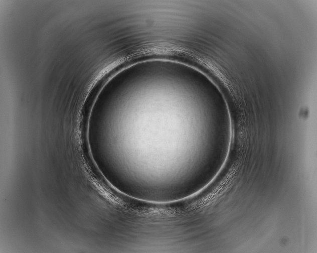 X0000100951026200807011303