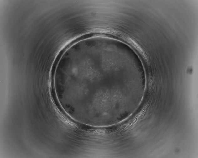 X0000100951028200807011303