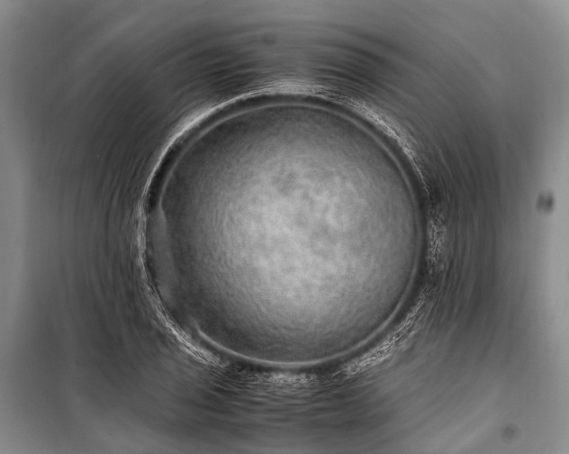 X0000100951029200807011303