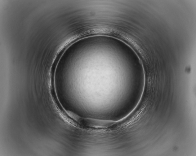 X0000100951034200807011304