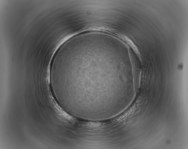 X0000100951036200807011304