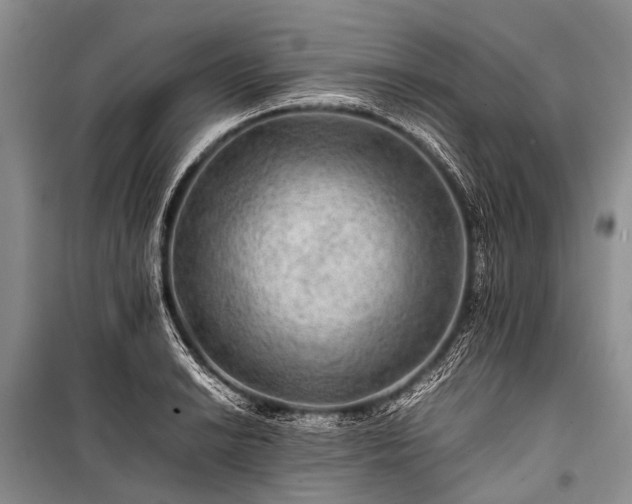 X0000100951038200807011304