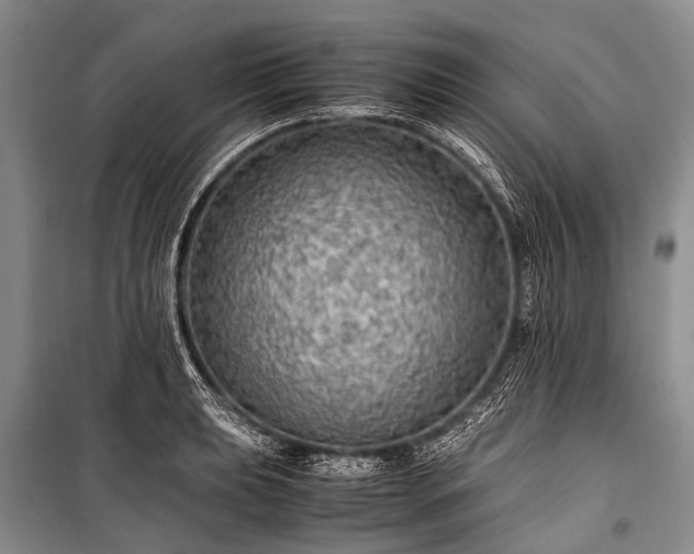 X0000100951039200807011304