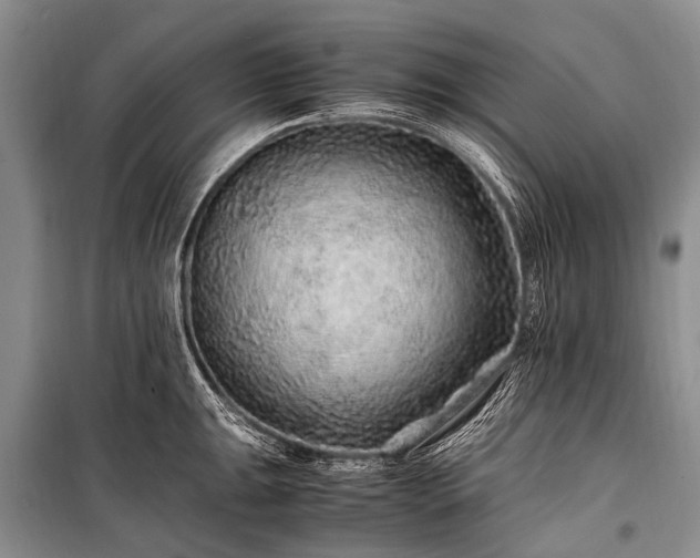 X0000100951047200807011304