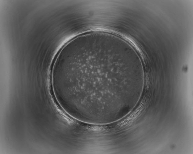X0000100951048200807011304