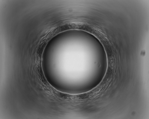 X0000100951061200807011303
