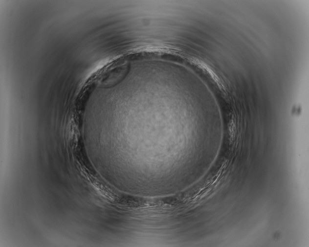 X0000100951064200807011303
