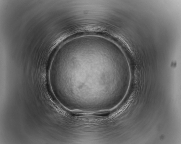 X0000100951065200807011303