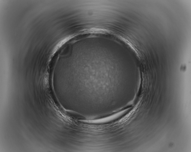X0000100951066200807011303