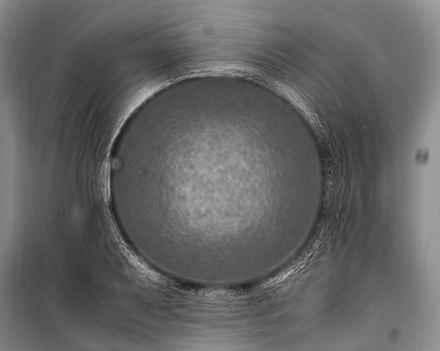 X0000100951079200807011303